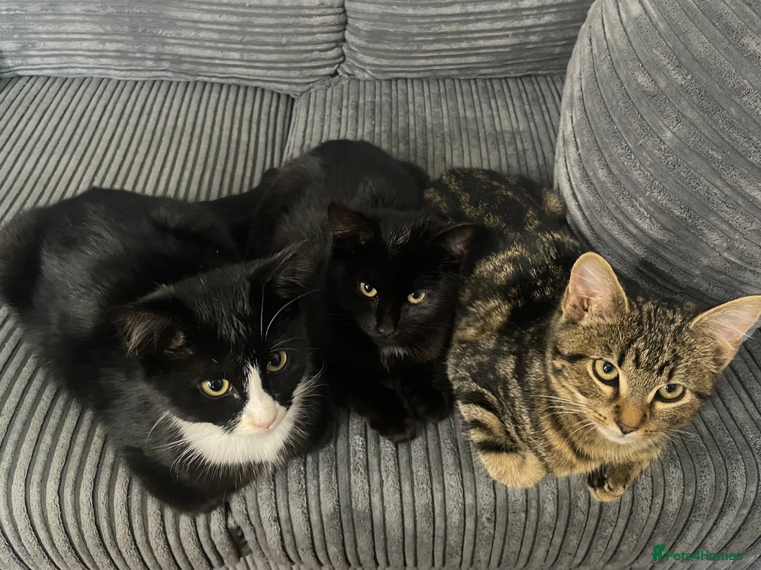 Bombay cats for sale: Adorable 3 Healthy kittens ready for new homes - Image 11