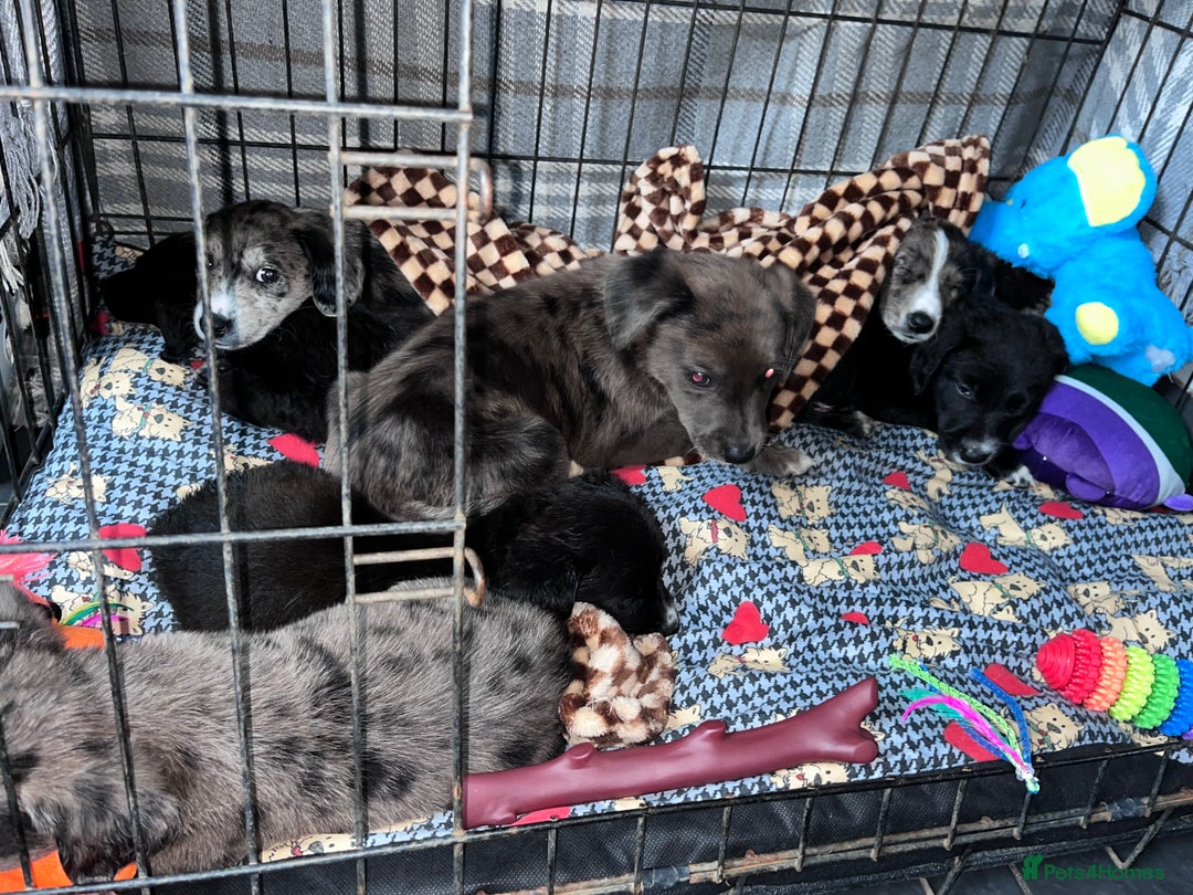Mixed Breed dogs for sale: Lurcher x lab pups READY NOW!! - Image 14