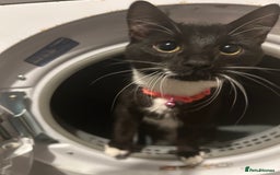 Mixed Breed cats for sale: Beautiful Tuxedo Cats (Lilith and Sage) - Advert 4