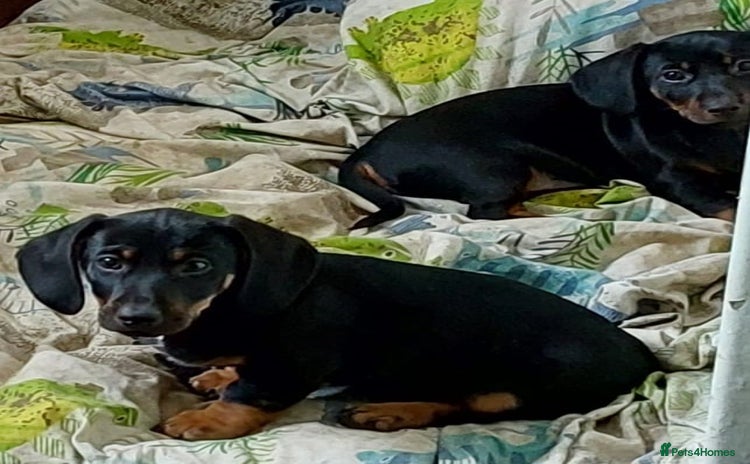 Mixed Breed dogs - Advert 11