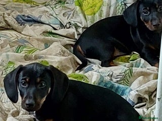 Mixed Breed dogs Terrier x dachshund - Advert 14