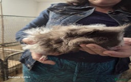 Guinea Pig rodents for sale: Lunkarya Guinea Pig Babies - Image 14