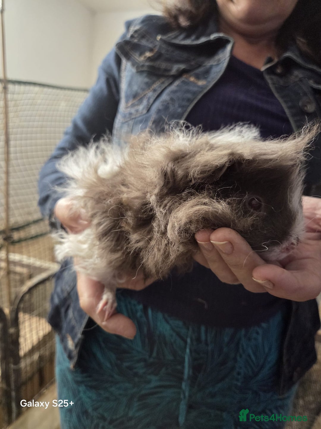 Guinea Pig rodents for sale: Lunkarya Guinea Pig Babies - Image 14