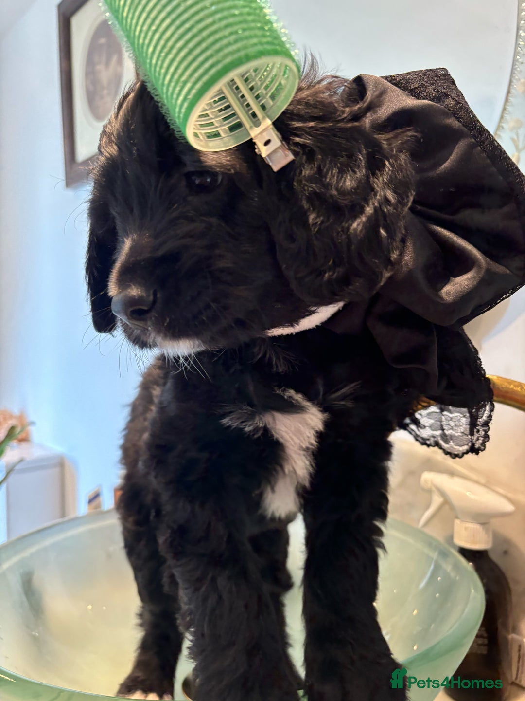Portuguese Water Dog dogs for sale: Art Nouveau - Image 17