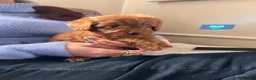 Cavapoo dogs for sale: 🩵🫧 4 Cavapoo Puppies 🫧🩵 - Advert 27