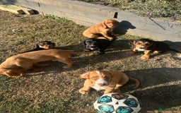 Cocker Spaniel dogs for sale: Stunning KC registered Working Cocker Spaniels  - Image 32