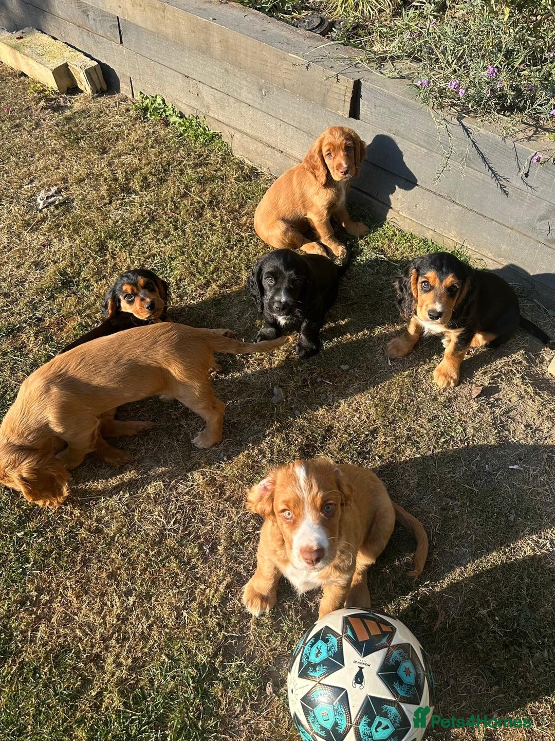 Cocker Spaniel dogs for sale: Stunning KC registered Working Cocker Spaniels  - Image 32