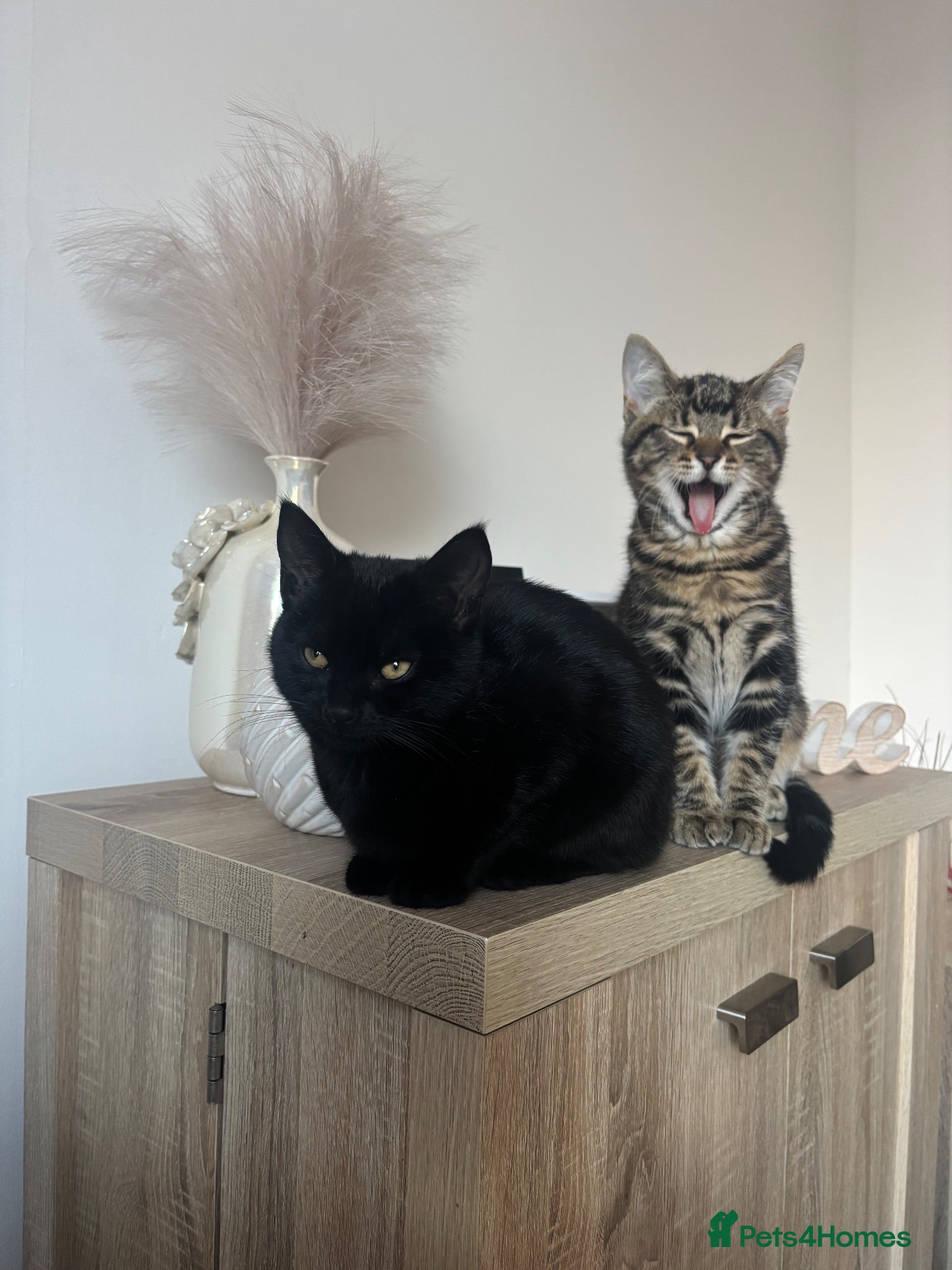 Mixed Breed cats Miss  - Advert 15