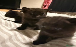 Domestic Shorthair cats for sale: Black kitten - Image 5