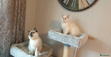 Ragdoll cats - Advert 4