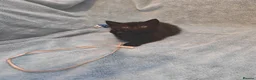 Mixed Breed cats for sale: Beautiful Kittens VIDEOS - Advert 9