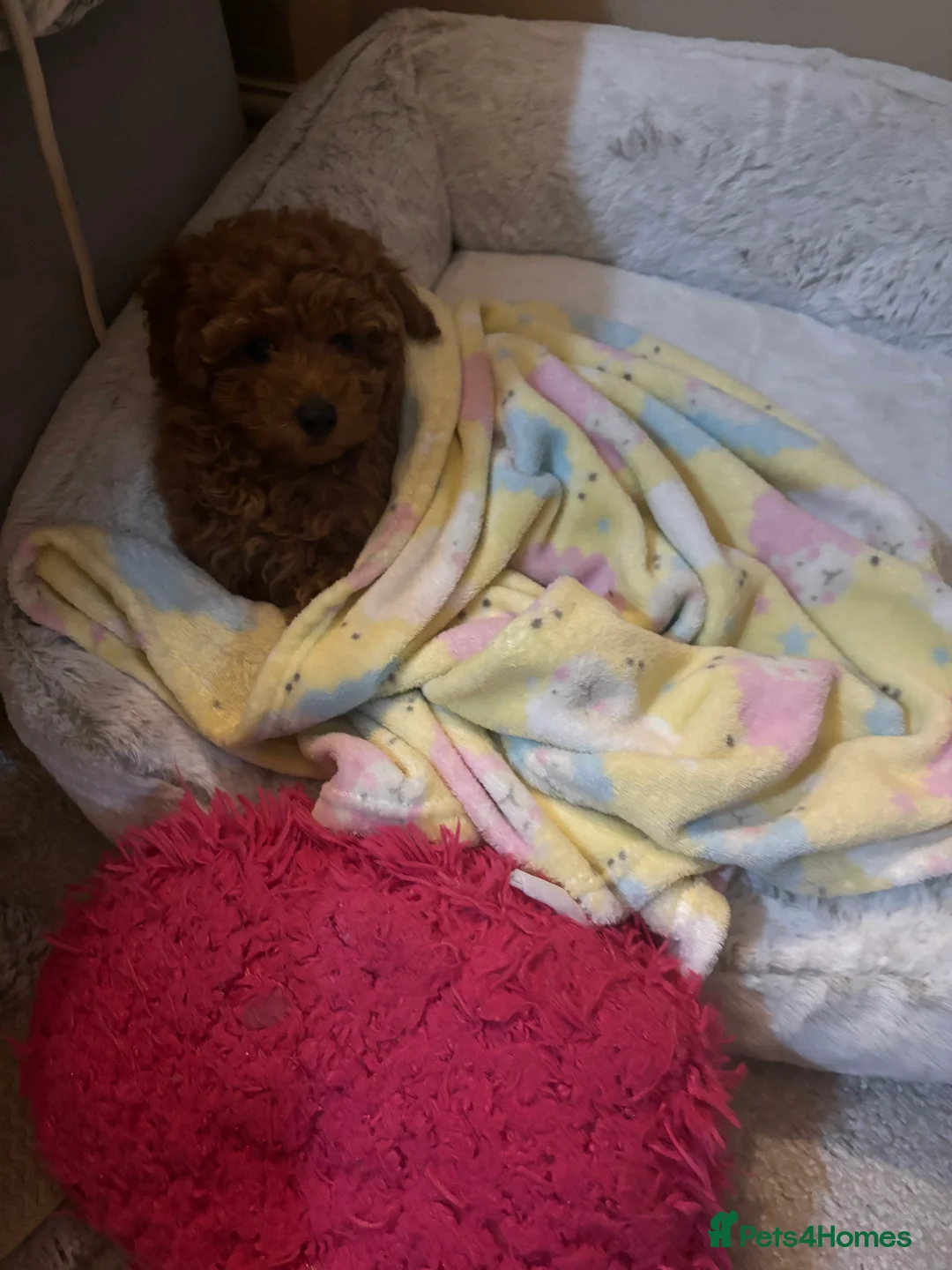 Toy Poodle dogs for sale: Gorgeous Toy Poodle for sale 💖🙃 - Advert 3