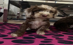 Cockapoo dogs for sale: Cockapoos ready now  - Image 26