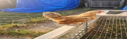 Chickens poultry for sale: 2 Serama chickens - Advert 9