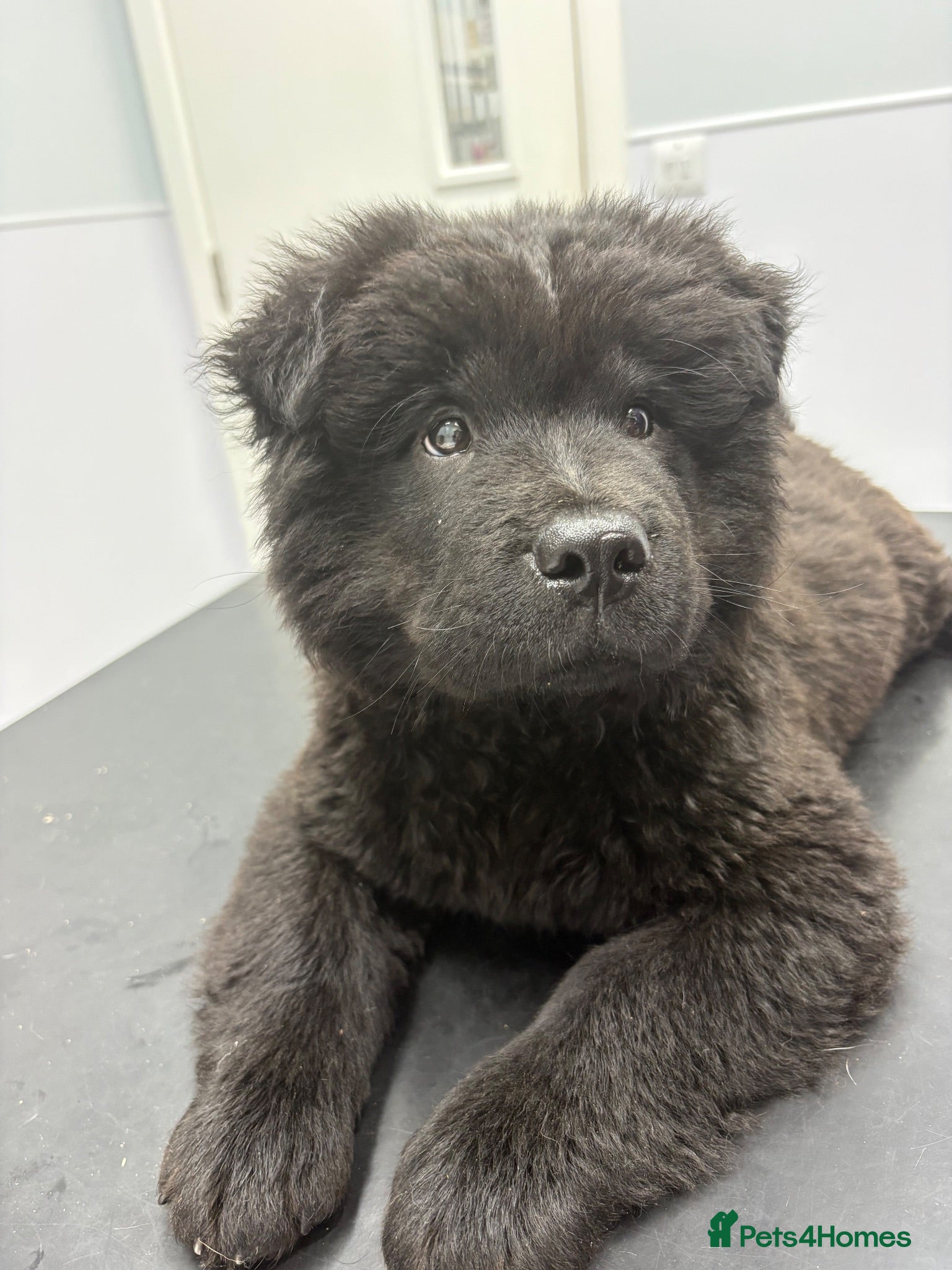 Mixed Breed dogs Gorjuss (staffyxchow) chaffy x chow pups  - Advert 18
