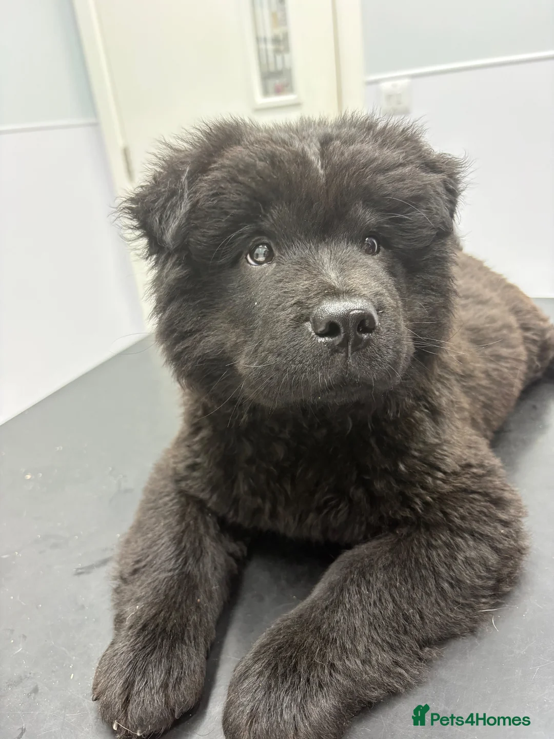 Mixed Breed dogs for sale: Gorjuss (staffyxchow) chaffy x chow pups  - Advert 1