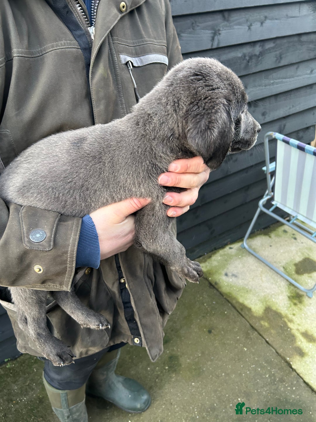 Labrador Retriever dogs for sale: Labrador puppies  - Advert 9