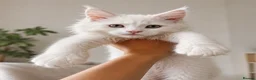 Maine Coon cats for sale: 🤍 Exceptional Polydactyl Champion Lines MC in Sidcup - Advert 8