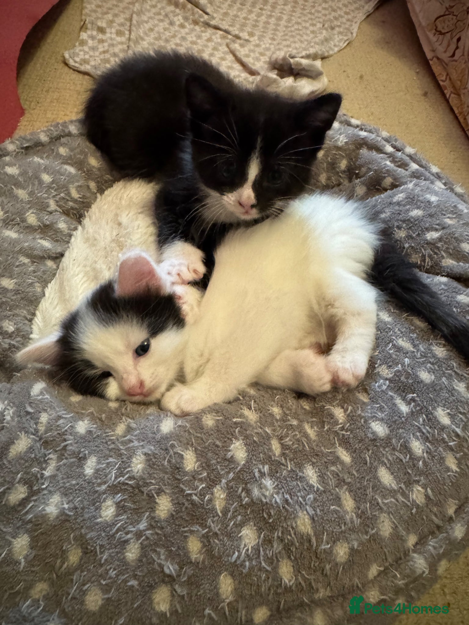 Mixed Breed cats My cat gave birth to cute 4 kittens  - Advert 19