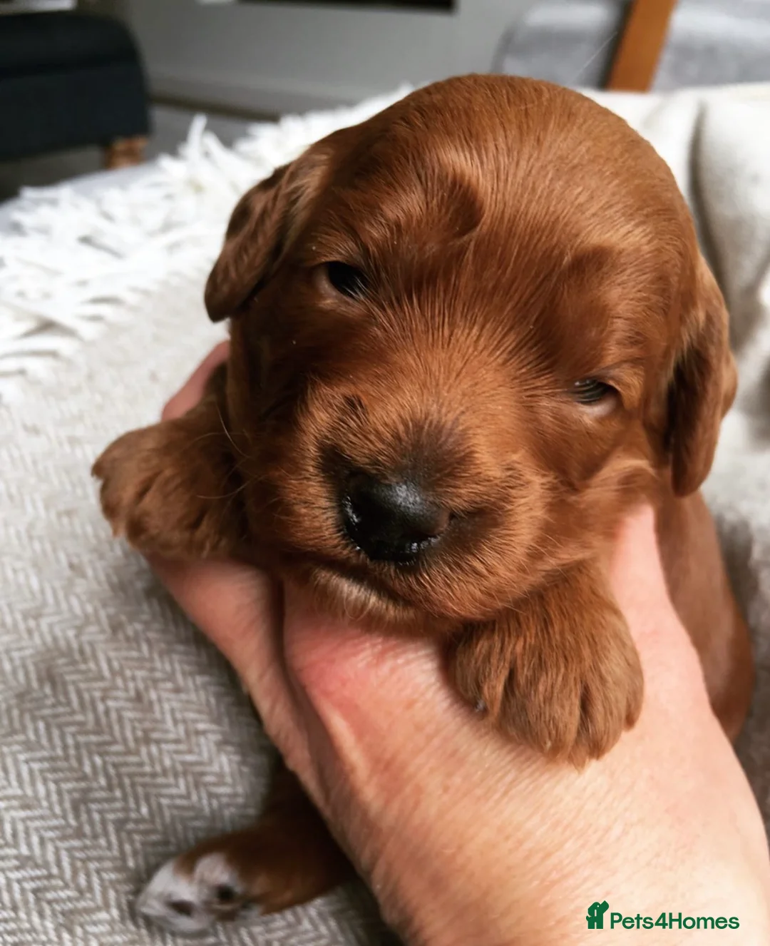 Cockapoo dogs for sale: Waiting List Open ** Due 30th May - Advert 1