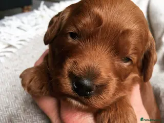 Cockapoo dogs Waiting List Open ** Due 30th May - Advert 13