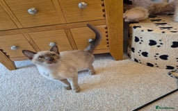 Burmese cats for sale: Gorgeous Pedigree Female Burmese Kittens - Image 7