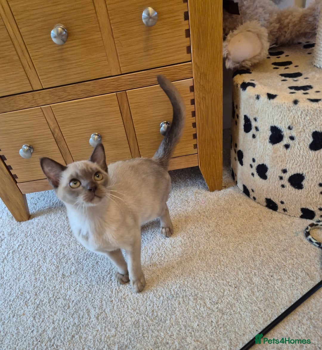 Burmese cats for sale: Gorgeous Pedigree Female Burmese Kittens - Image 7