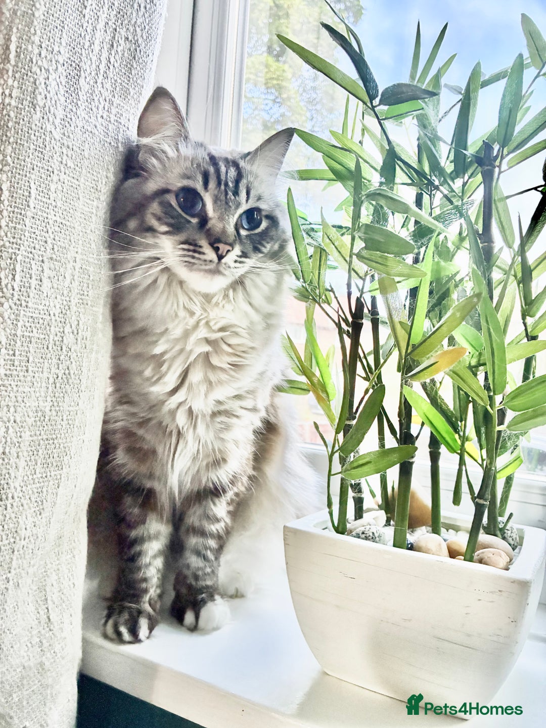 Ragdoll cats for sale: Stunning Ragdoll kittens for sale - Advert 11