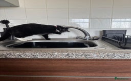 Mixed Breed cats for sale: 9 month old female looking for new forever home. - Image 2
