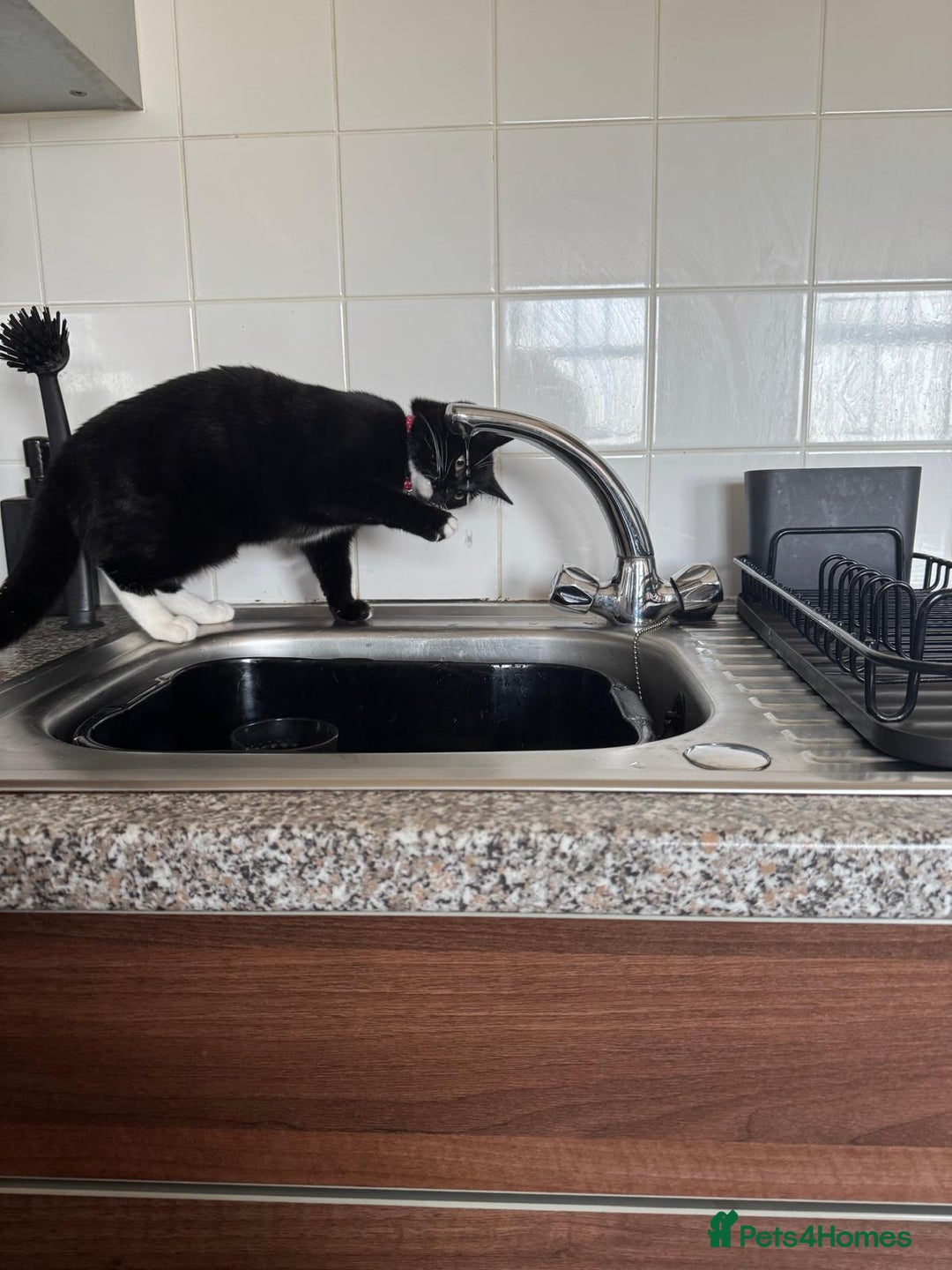 Mixed Breed cats for sale: 9 month old female looking for new forever home. - Image 2