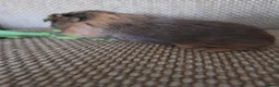 Guinea Pig rodents for sale: 2 girls rtl. - Advert 2