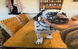 Dalmatian dogs for sale: Absolutely stunning liver puppy  - Image 8