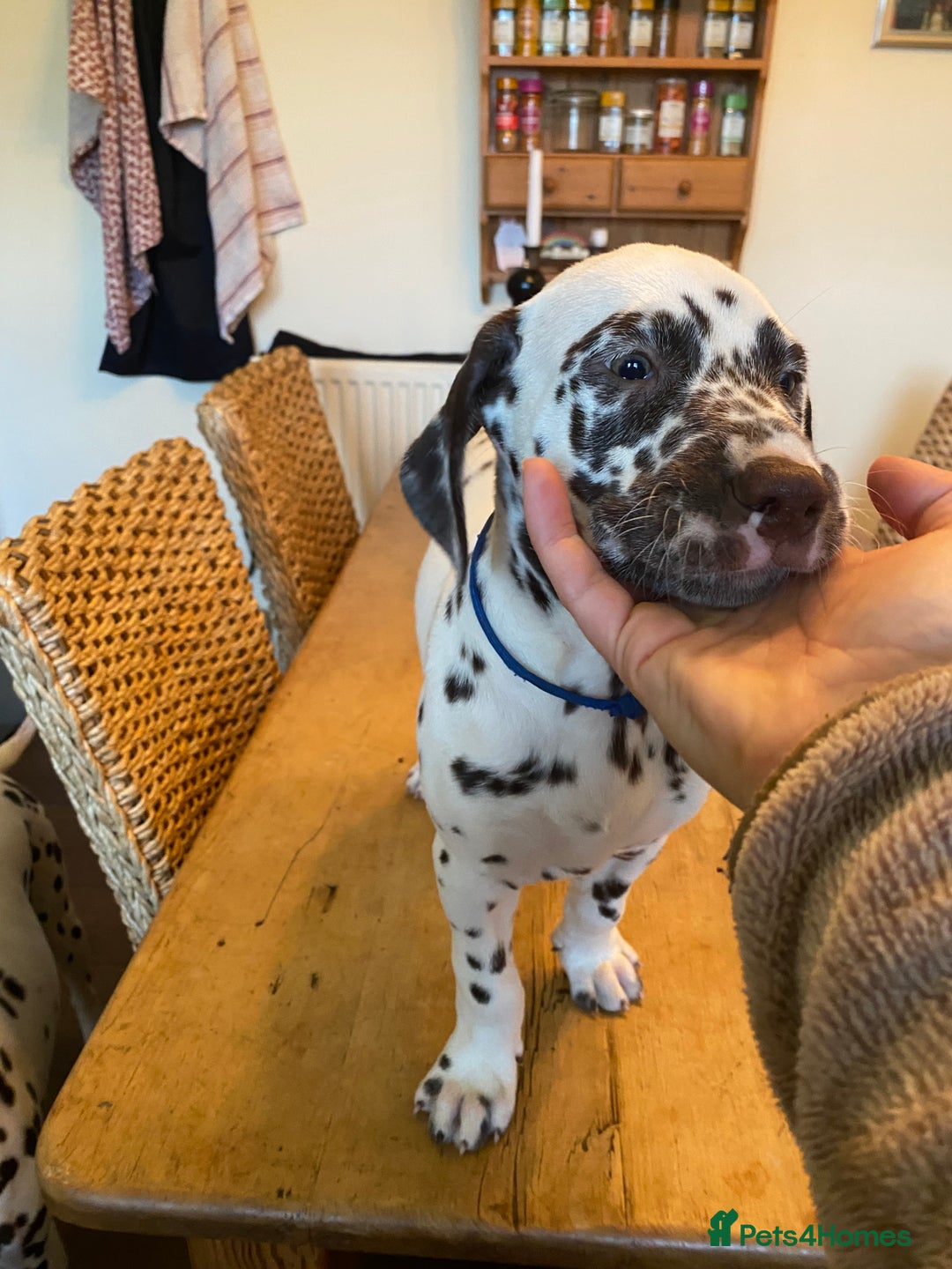 Dalmatian dogs for sale: Absolutely stunning liver puppy  - Image 8