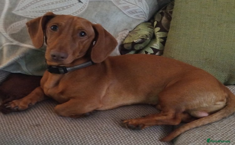 Miniature Dachshund dogs - Advert 6