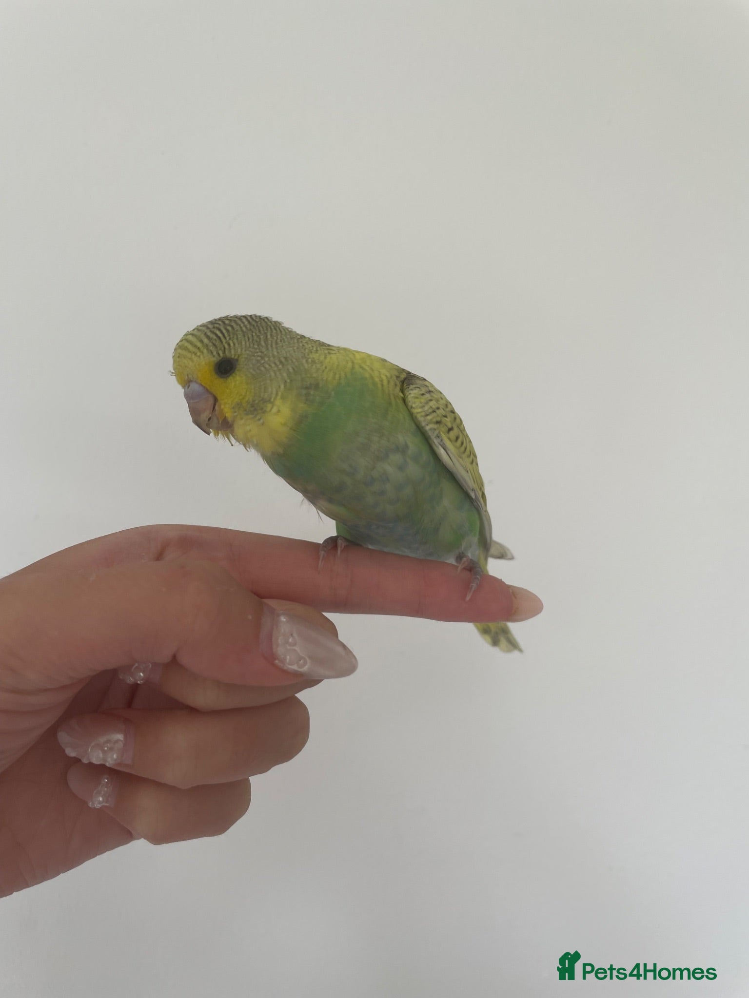 Budgerigars birds Hand reared baby budgie  - Advert 1