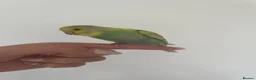 Budgerigars birds for sale: Hand reared baby budgie  in Ulceby - Advert 1