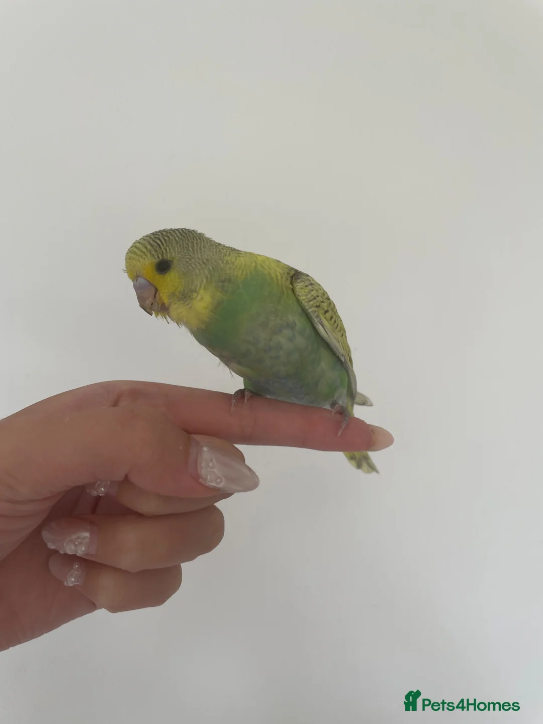 Budgerigars birds for sale: Hand reared baby budgie  in Ulceby - Advert 1