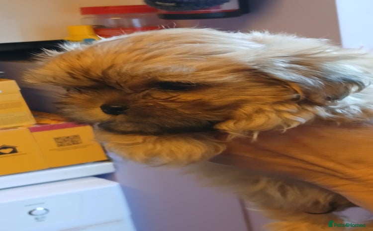 Shihpoo dogs - Advert 9