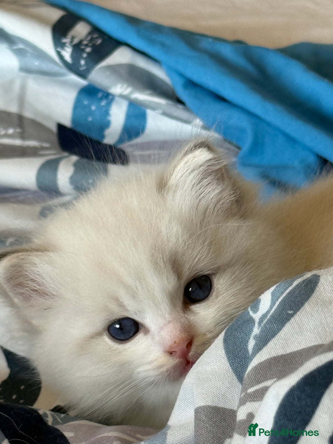 Ragdoll cats for sale: Beautiful Fluffy Ragdoll Kittens –One Boy&One Girl - Advert 10
