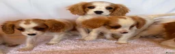 Cavalier King Charles Spaniel dogs for sale: Beautiful King Charles puppys in Stafford - Advert 10