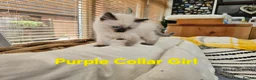 Ragdoll cats for sale: Beautiful ragdolls - Advert 8