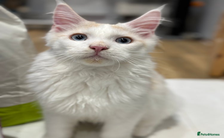 Maine Coon cats Maine Coon boy Blue Eyes very energetic Olivier - Advert 2