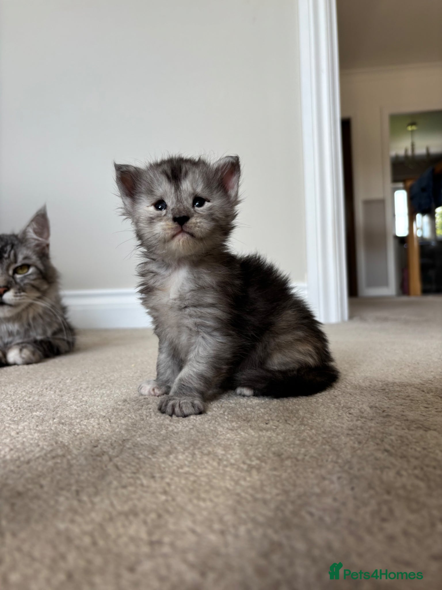 Maine Coon cats for sale: TICA Maine Coon Kittens  - Advert 10