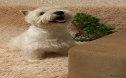 West Highland Terrier dogs for adoption: Michelle: The Little Dog the World Tried to Forget - Image 2