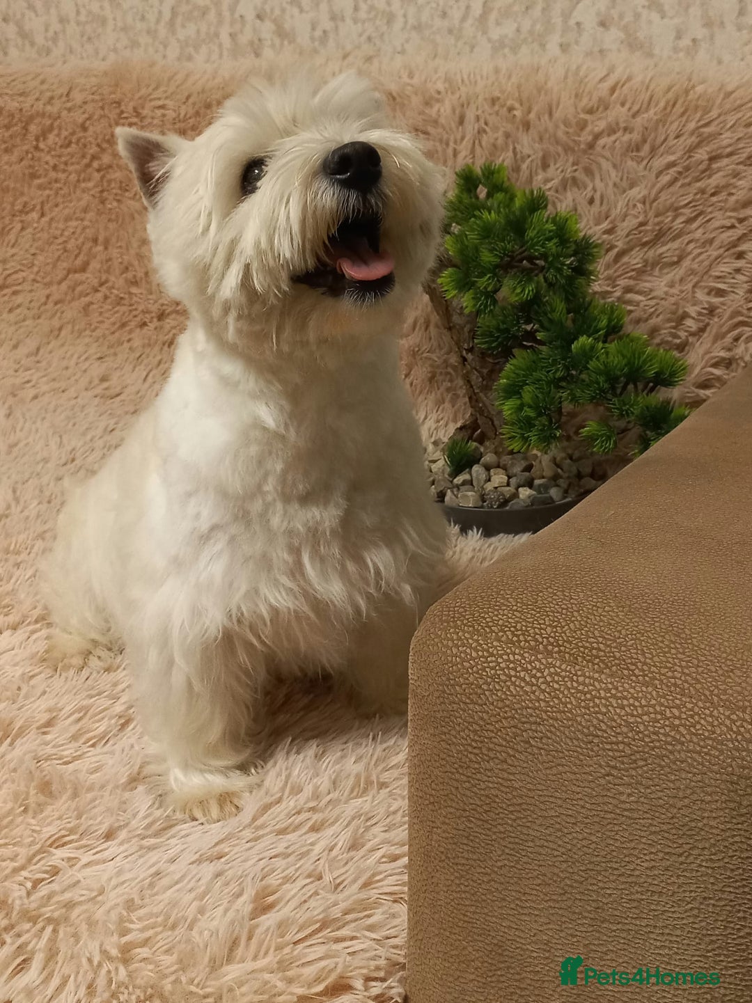West Highland Terrier dogs for adoption: Michelle: The Little Dog the World Tried to Forget - Image 2