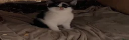 Mixed Breed cats for sale: Beautiful Kittens - Advert 8