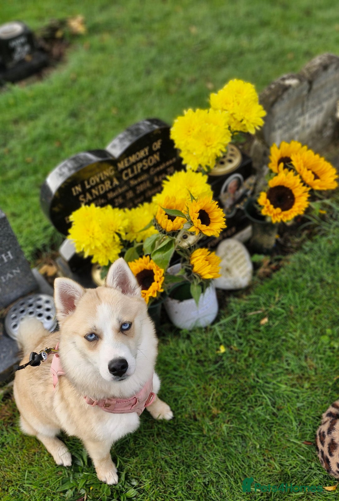 Pomsky dogs for sale: pomsky - Advert 4