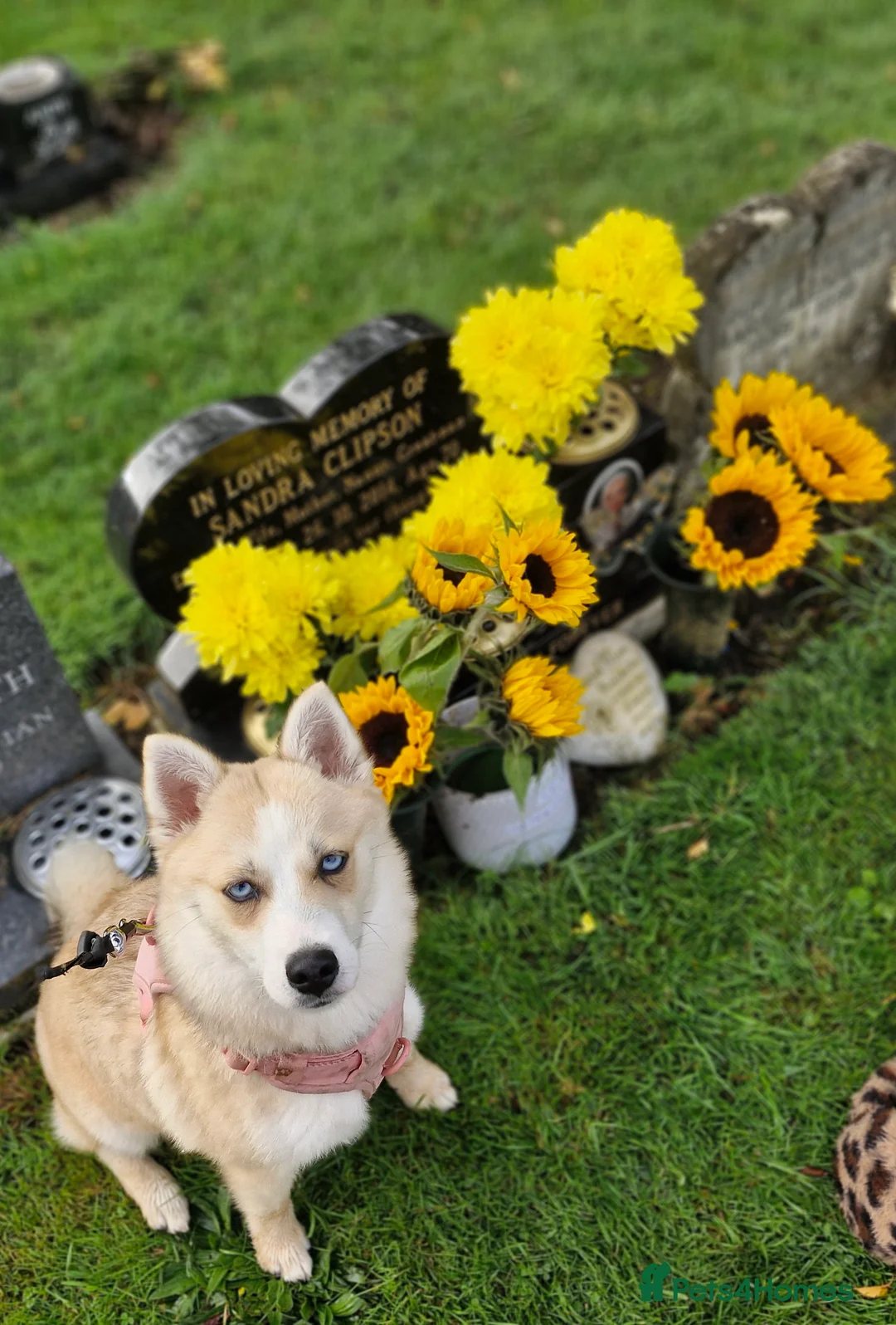 Pomsky dogs for sale: pomsky - Advert 4