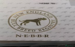 Dorset Olde Tyme Bulldogge dogs for sale: N.E.B.B.R fluffy carriers olde tyme bulldogs - Image 26