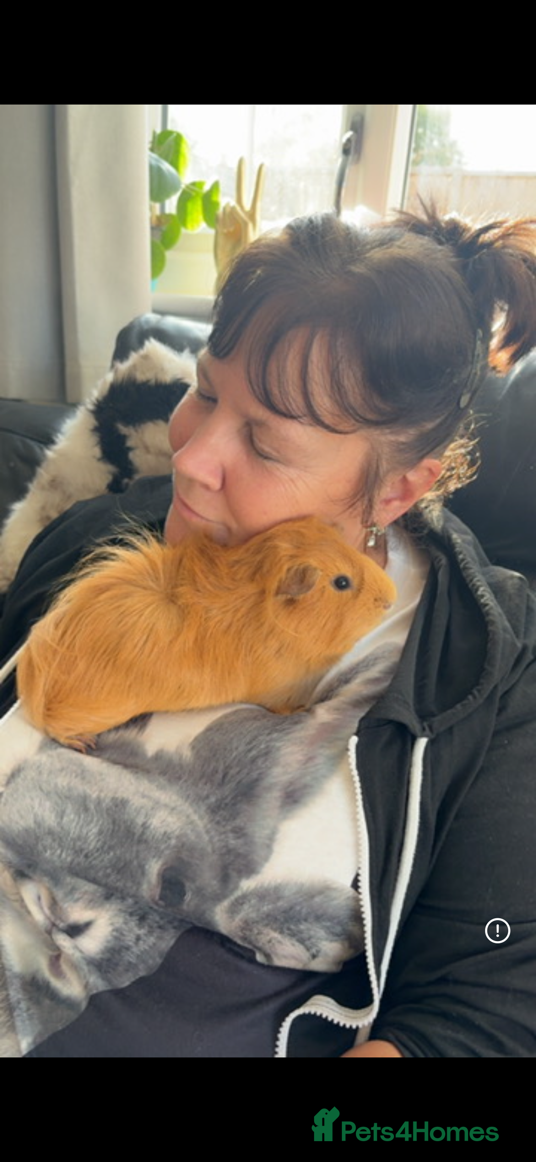 Guinea Pig rodents for sale: 2 male Guinea pigs + enclosure  - Advert 2